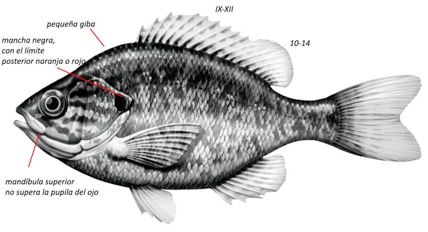 Lepomis gibbosus_001.jpg